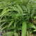 多花姜型倒苗甜黄精三年苗苗圃大量供货，品质好，产量高