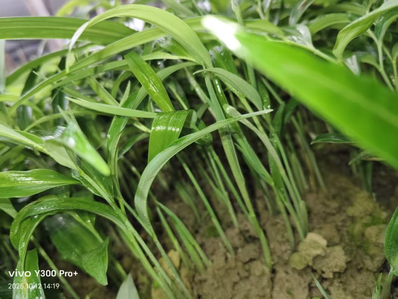 多花姜型倒苗甜黄精三年苗苗圃大量供货，品质好，产量高