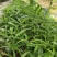 多花姜型倒苗甜黄精三年苗苗圃大量供货，品质好，产量高