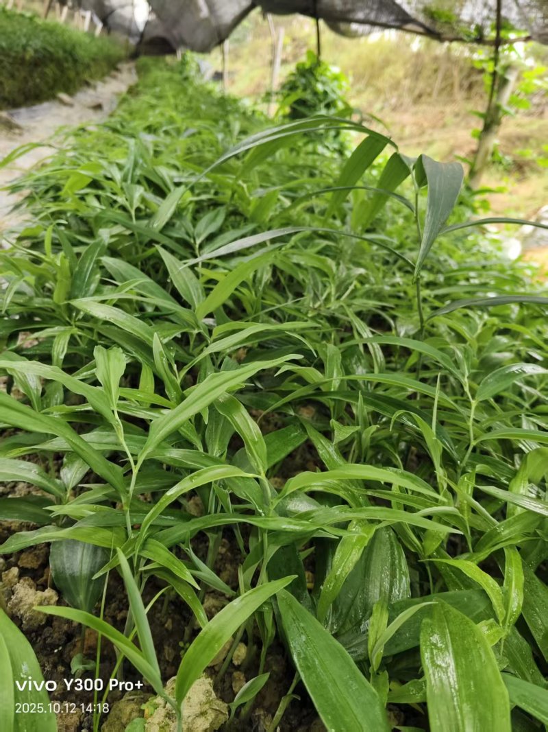 多花姜型倒苗甜黄精三年苗苗圃大量供货，品质好，产量高