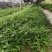 多花姜型倒苗甜黄精三年苗苗圃大量供货，品质好，产量高