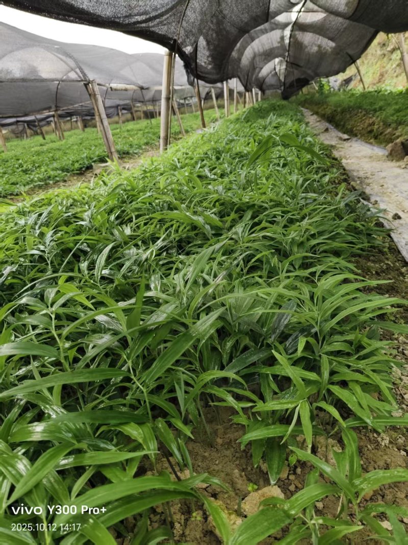 多花姜型倒苗甜黄精三年苗苗圃大量供货，品质好，产量高