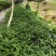 多花姜型倒苗甜黄精三年苗苗圃大量供货，品质好，产量高