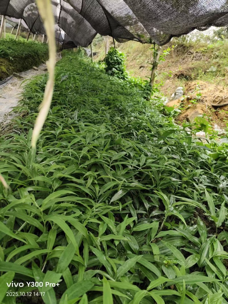 多花姜型倒苗甜黄精三年苗苗圃大量供货，品质好，产量高