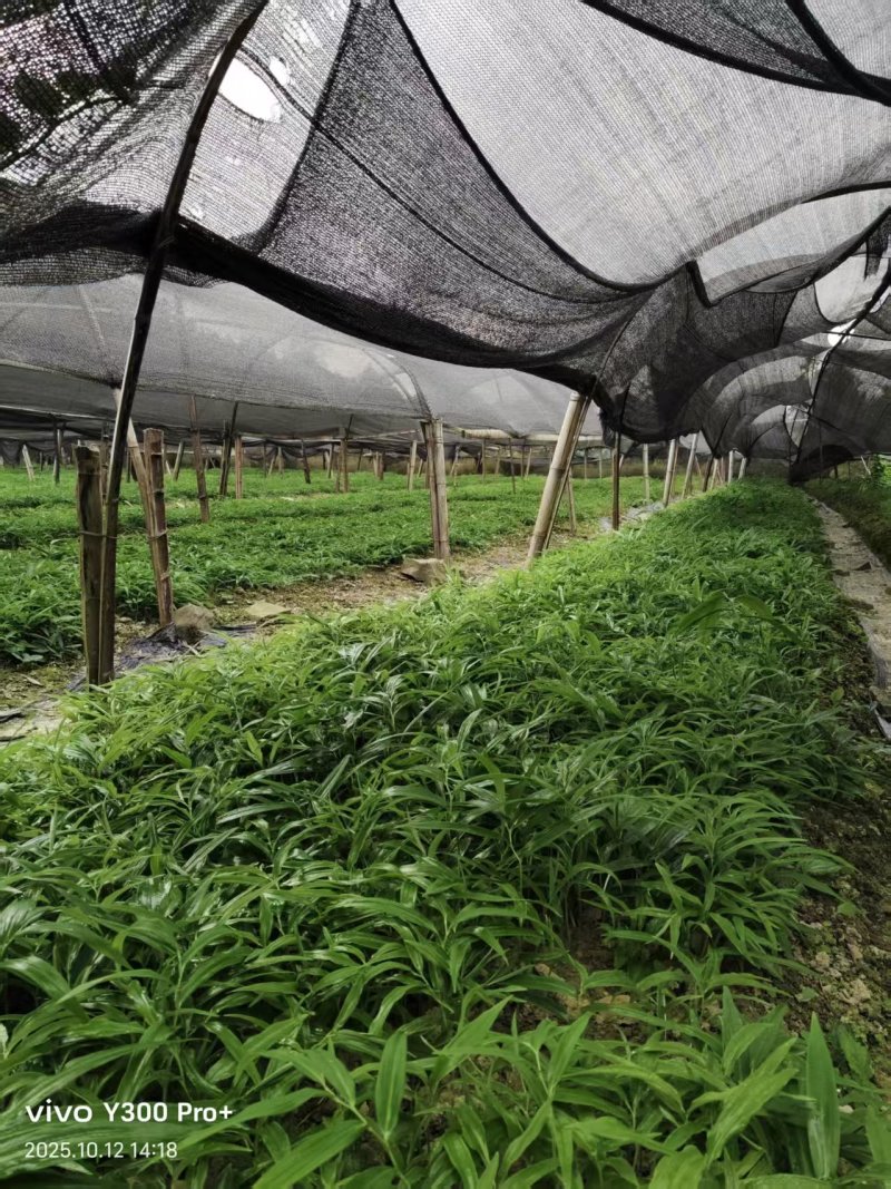 多花姜型倒苗甜黄精三年苗苗圃大量供货，品质好，产量高