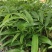 多花姜型倒苗甜黄精三年苗苗圃大量供货，品质好，产量高