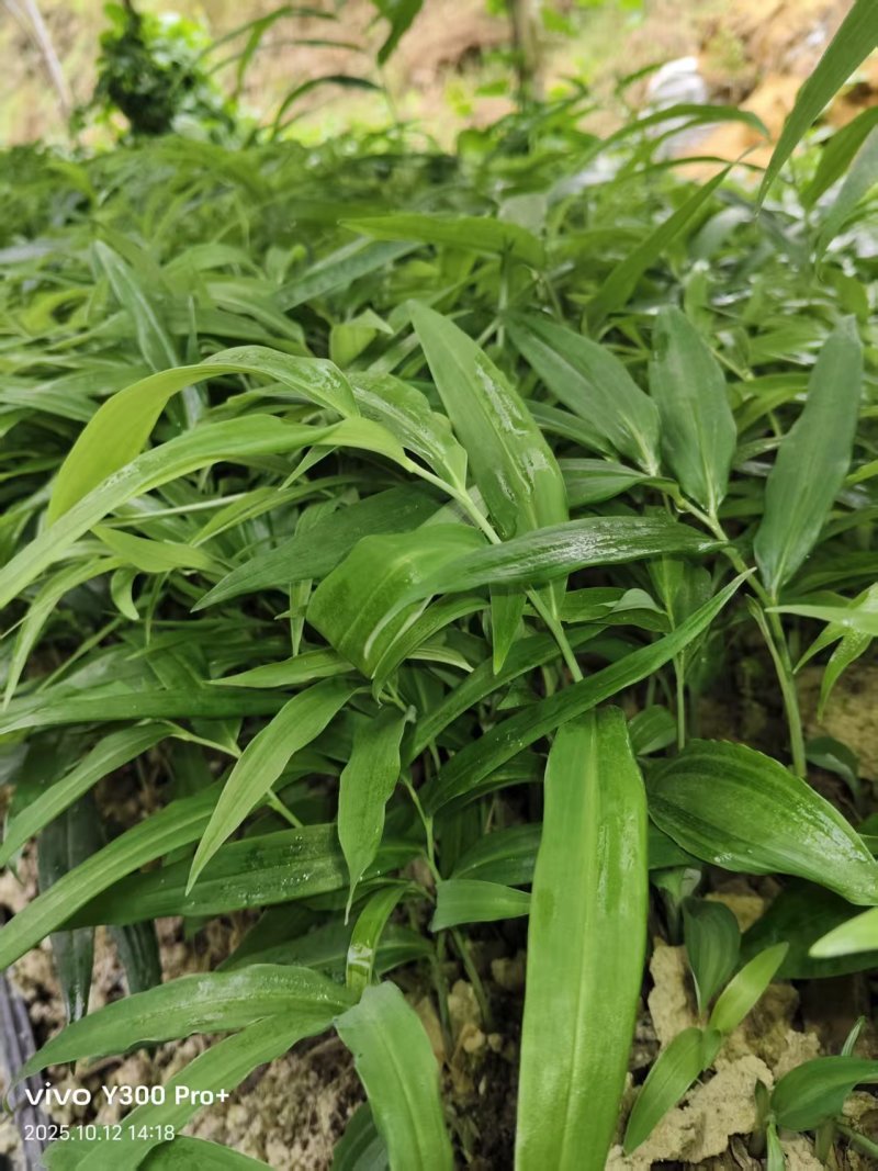 多花姜型倒苗甜黄精三年苗苗圃大量供货，品质好，产量高