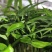 多花姜型倒苗甜黄精三年苗苗圃大量供货，品质好，产量高