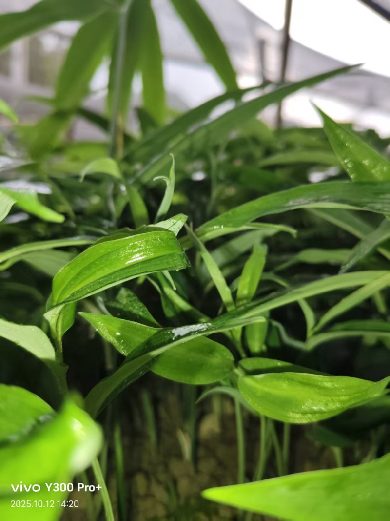 多花姜型倒苗甜黄精三年苗苗圃大量供货，品质好，产量高