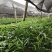 多花姜型倒苗甜黄精三年苗苗圃大量供货，品质好，产量高
