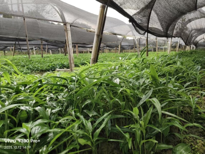 多花姜型倒苗甜黄精三年苗苗圃大量供货，品质好，产量高