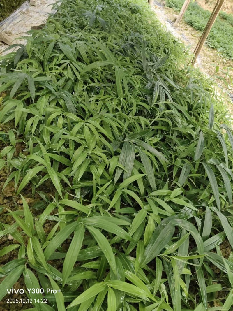多花姜型倒苗甜黄精三年苗苗圃大量供货，品质好，产量高