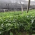 多花姜型倒苗甜黄精三年苗苗圃大量供货，品质好，产量高