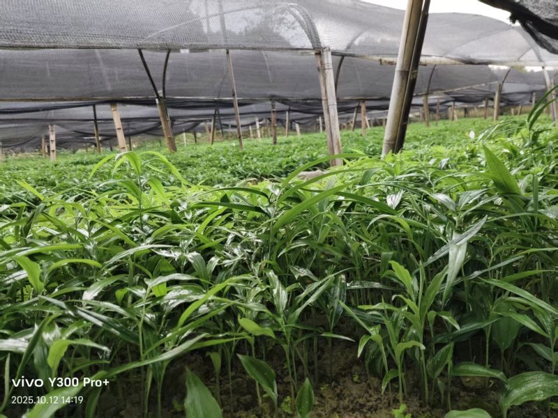 多花姜型倒苗甜黄精三年苗苗圃大量供货，品质好，产量高