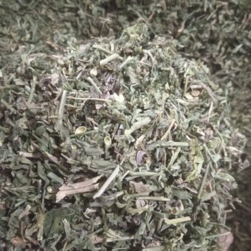 正品珍珠透骨草，精品珍珠透骨草