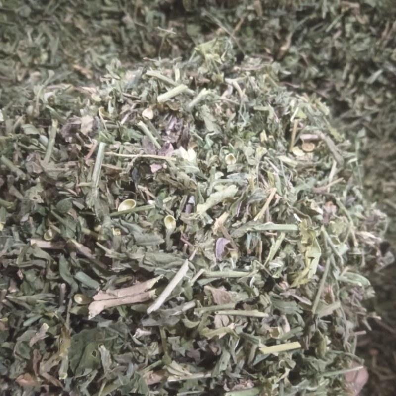 正品珍珠透骨草，精品珍珠透骨草