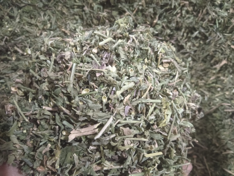 正品珍珠透骨草，精品珍珠透骨草