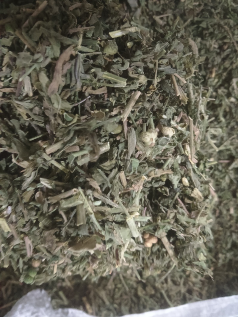 正品珍珠透骨草，精品珍珠透骨草