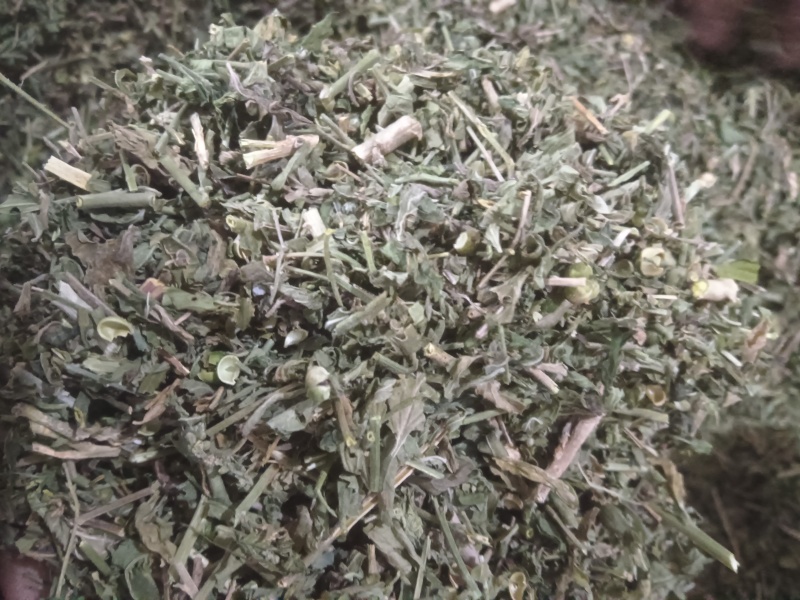 正品珍珠透骨草，精品珍珠透骨草