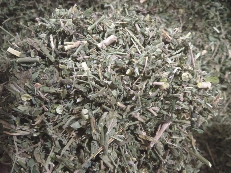 正品珍珠透骨草，精品珍珠透骨草