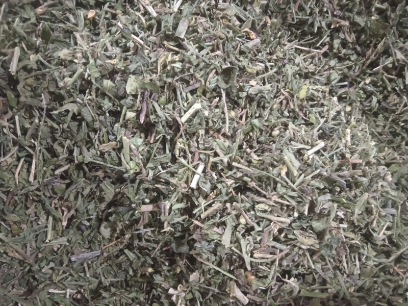 正品珍珠透骨草，精品珍珠透骨草