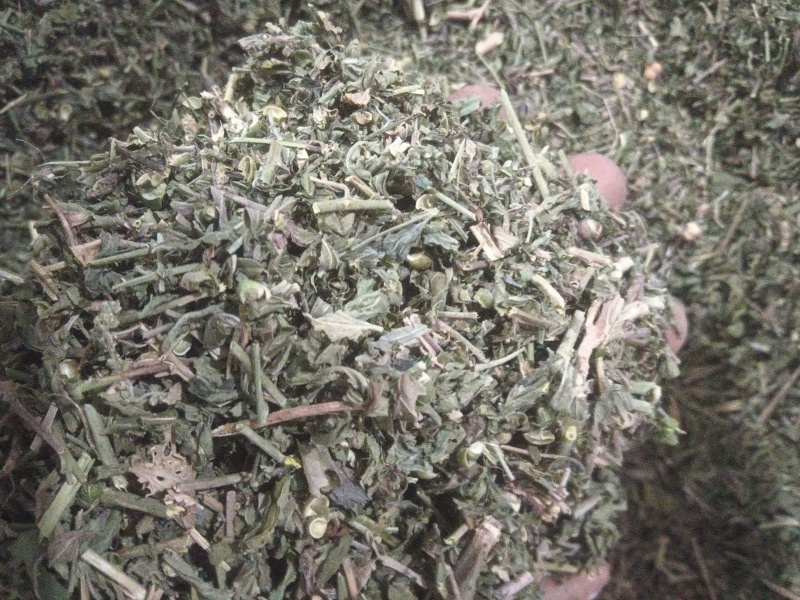 正品珍珠透骨草，精品珍珠透骨草