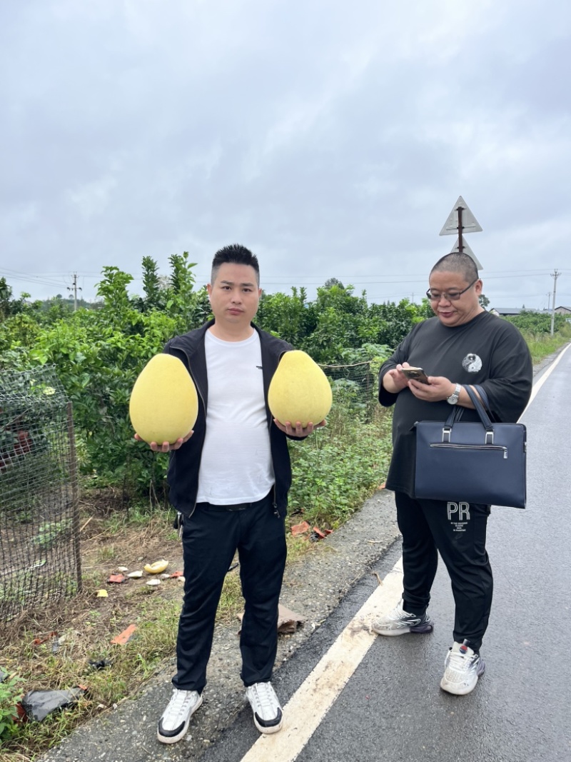 四川广安岳池县万亩密柚基地