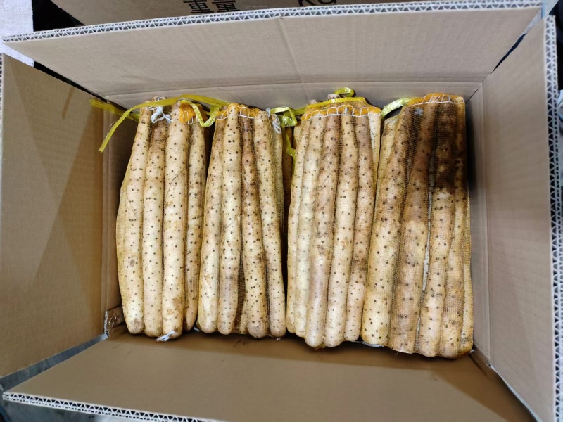 水洗双棒山药精品网袋双棒山药河北山药大量供应可视频看