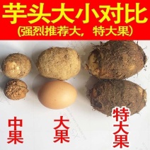 包邮】山东新鲜牛奶小芋头香芋现挖毛芋头芋艿当季农家芋仔