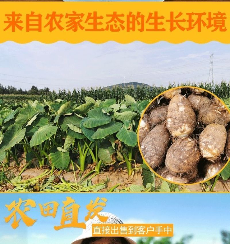 包邮】山东新鲜牛奶小芋头香芋现挖毛芋头芋艿当季农家芋仔