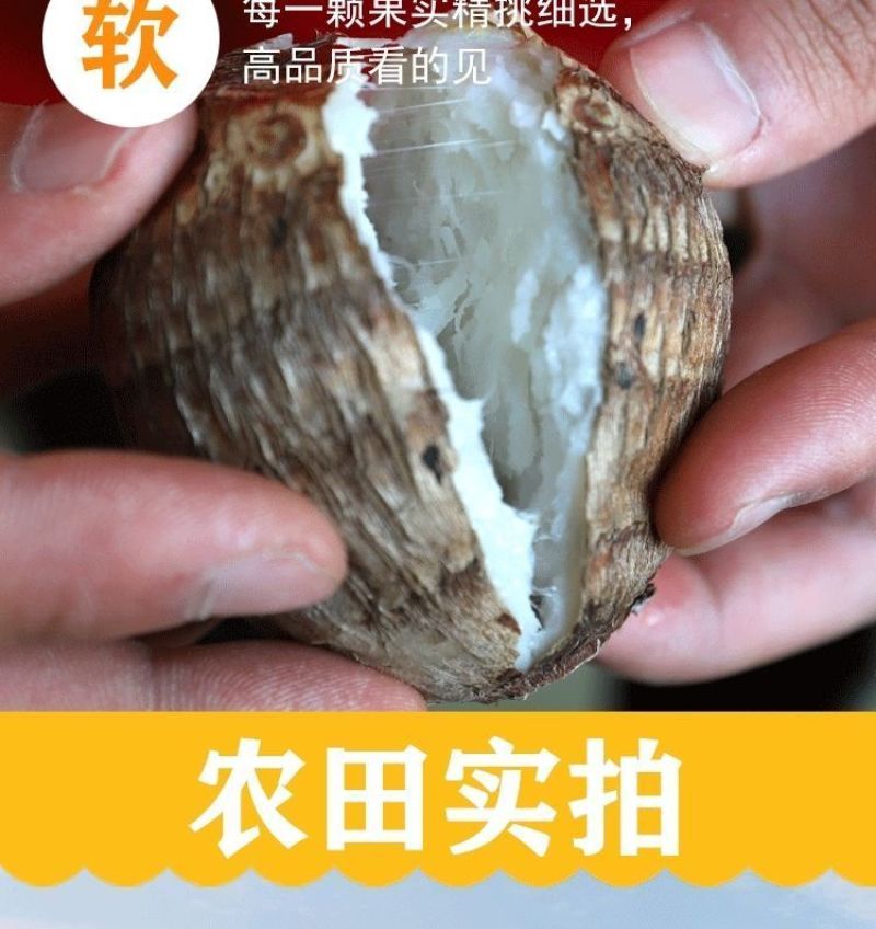包邮】山东新鲜牛奶小芋头香芋现挖毛芋头芋艿当季农家芋仔