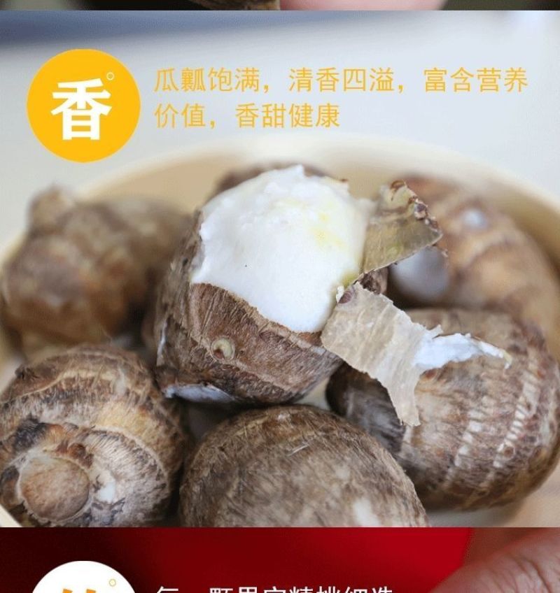 包邮】山东新鲜牛奶小芋头香芋现挖毛芋头芋艿当季农家芋仔