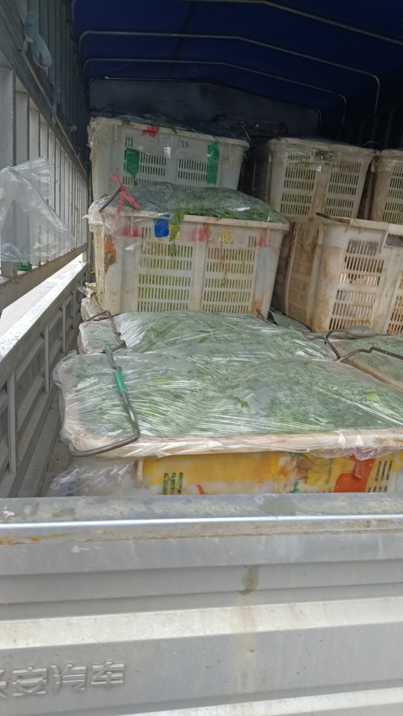 贵州高山露天种植豌豆苗，崭新上市大量供货诚信经营质量保证