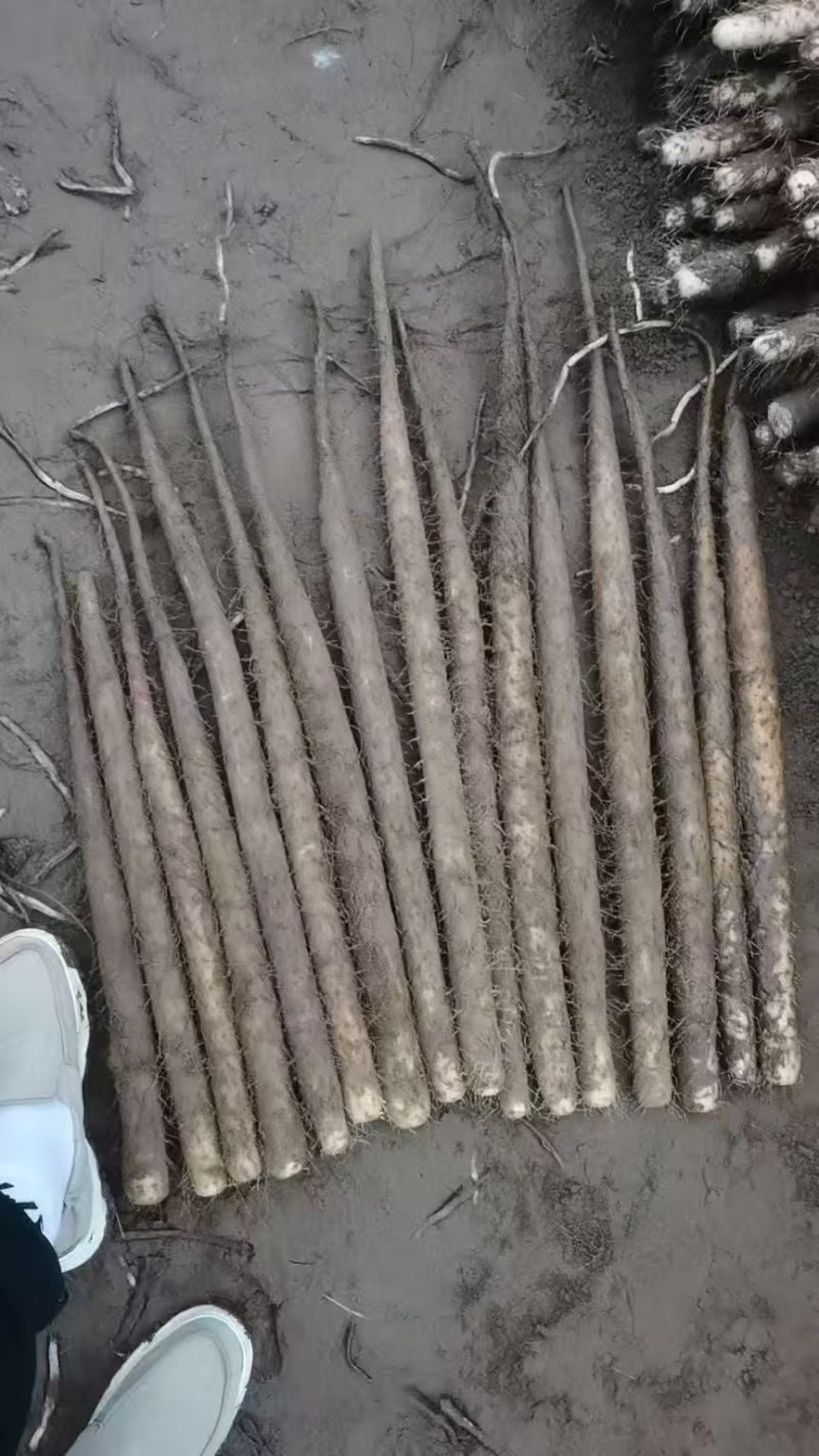 散装双棒山药带土精品山药河北山药原料山药基地直发
