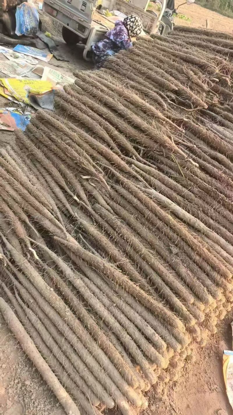 散装双棒山药带土精品山药河北山药原料山药基地直发