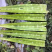 精品云南莴笋杆子量大从优保质保量可视频看货