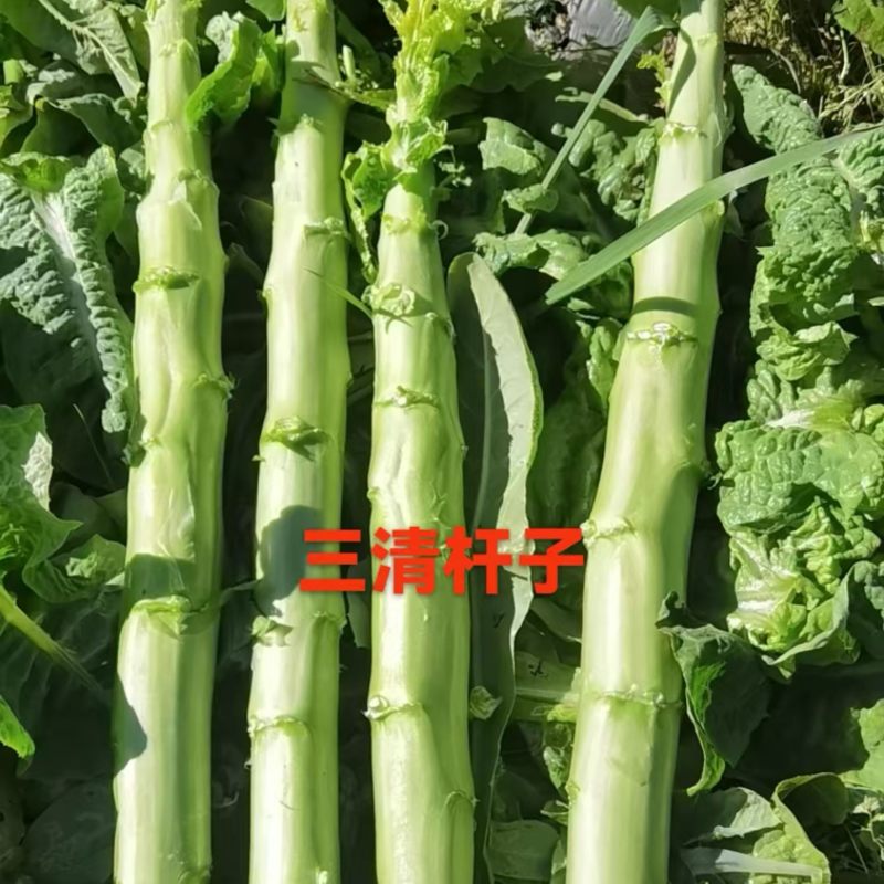 云南精品莴笋杆子产地直发一手货源质量保证