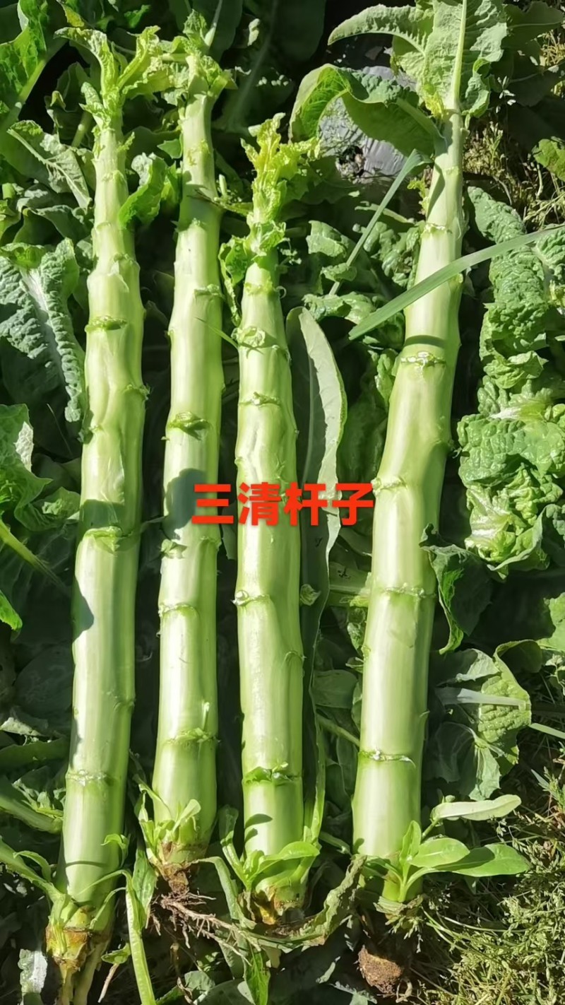 云南精品莴笋杆子产地直发一手货源质量保证