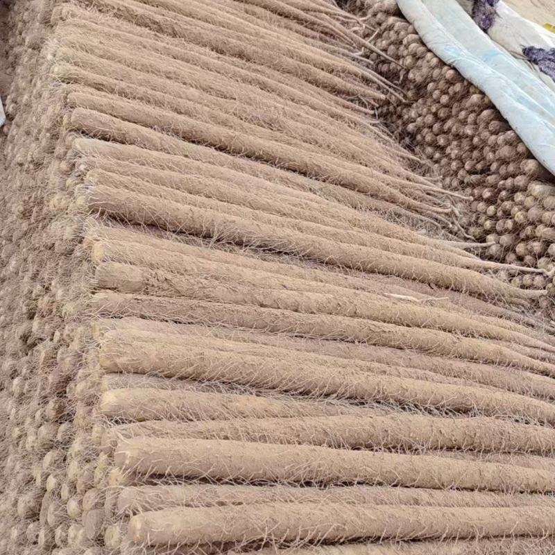散装双棒山药带土精品山药河北山药原料山药基地直发