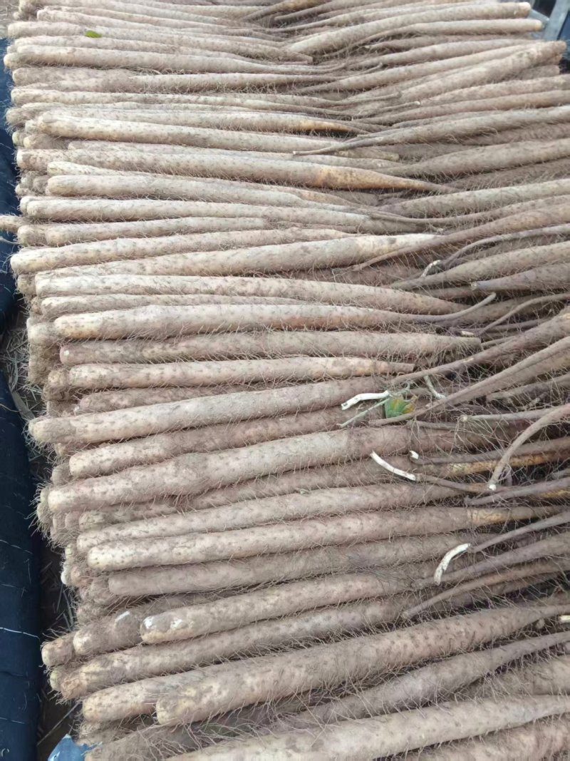 散装双棒山药带土精品山药河北山药原料山药基地直发