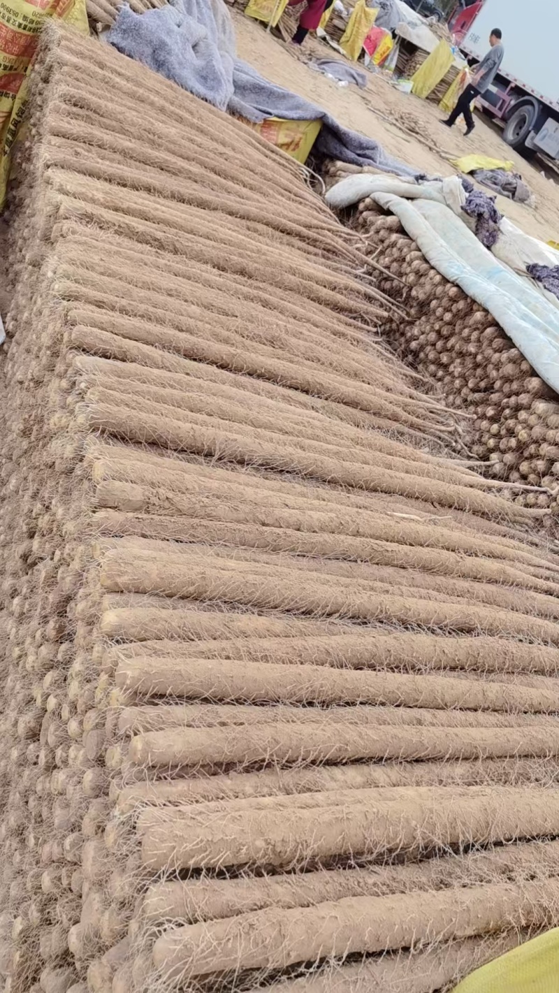 散装双棒山药带土精品山药河北山药原料山药基地直发