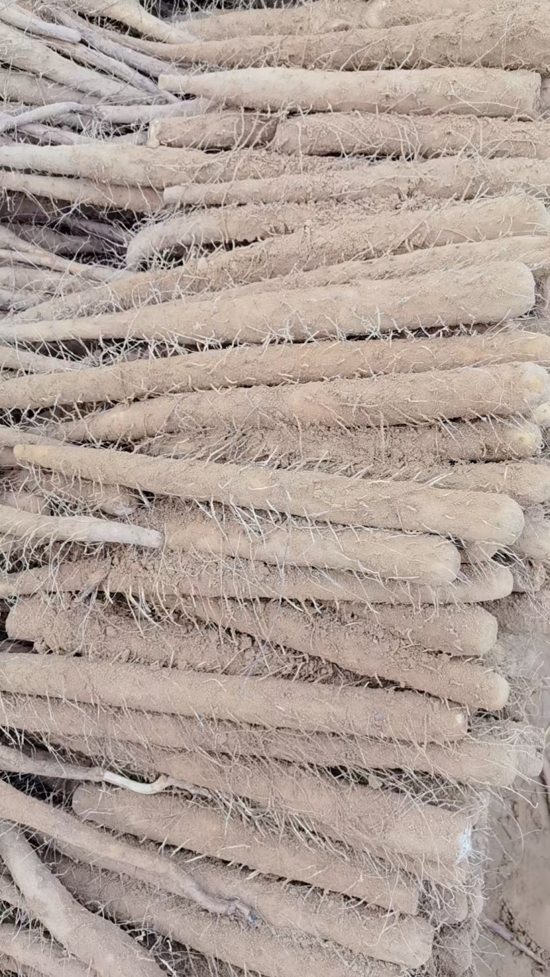 电商货双棒山药供应多多快驴各种电商平台规格齐全