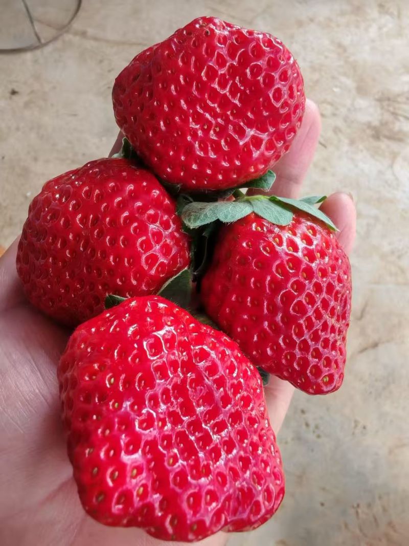 草莓