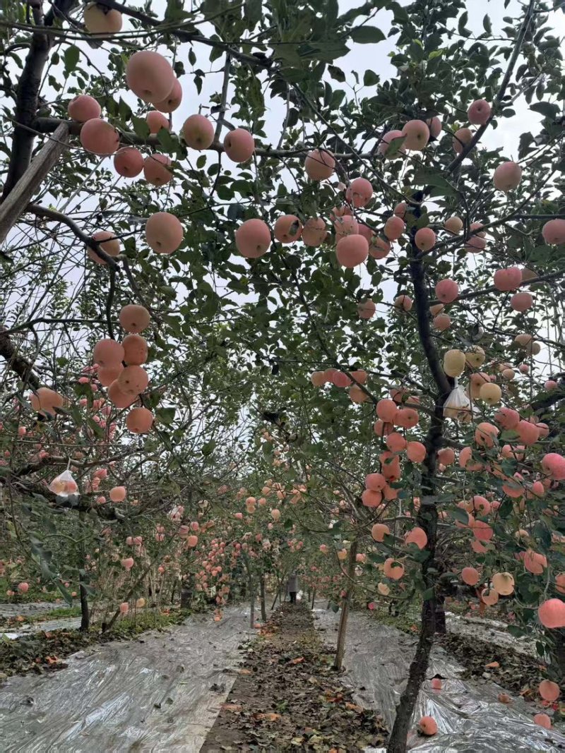 电商供应链一件代发山东大苹果对接平台电商代发