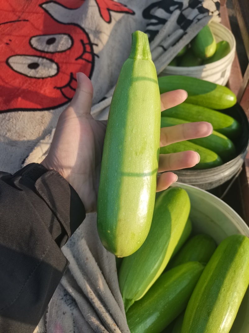 山东省聊城市西葫芦大量上市，可供应食堂，电商，批发