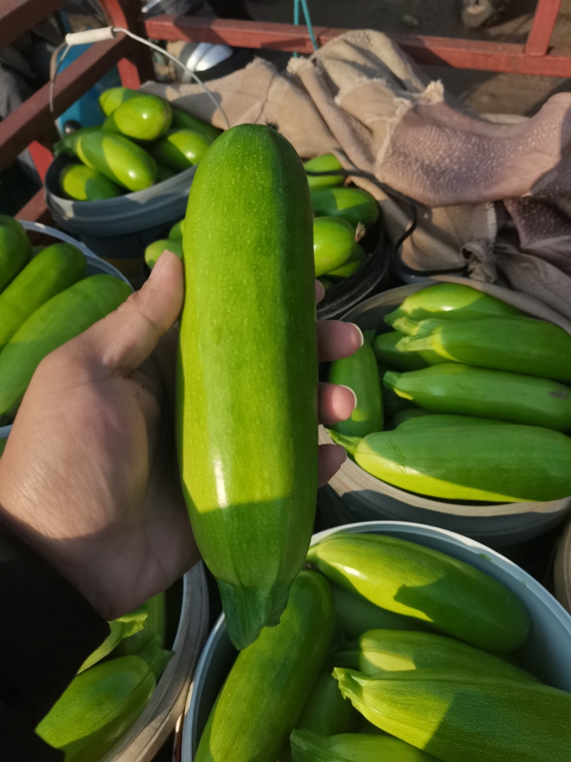 山东省聊城市西葫芦大量上市，可供应食堂，电商，批发