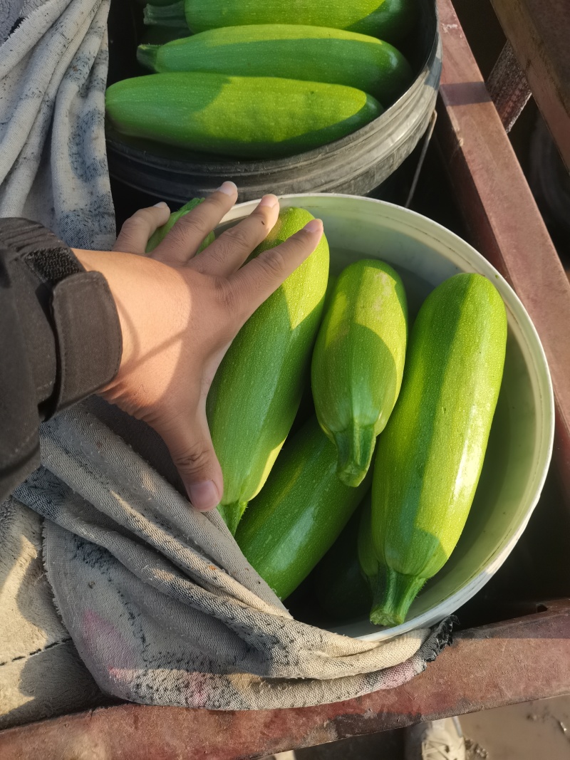 山东省聊城市西葫芦大量上市，可供应食堂，电商，批发