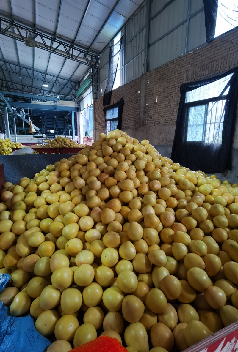 福建红心蜜柚，产地直发，皮薄多汁，市场电商落地配社区团购