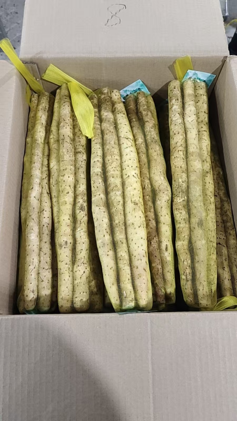 网袋小白嘴白山药水洗小白嘴山药大量供应可视频看货
