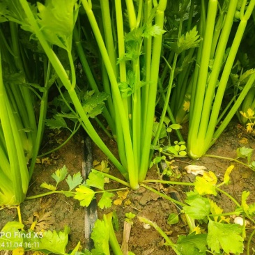 皇后芹菜河南本地芹菜。商超直供,量大从优。品质优选